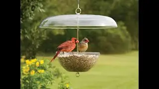 795 Cardinal Feeder, available exclusively at duncraft.com