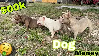How To Make Money Breeding Dogs❗️❗️