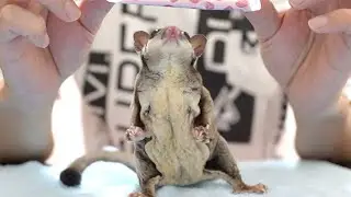 大人しすぎると言われたモモンガがこちら