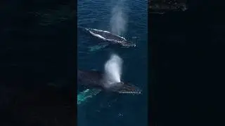 2 beautiful humpback whales 🐋 #humpbackwhale #whaletale #whale #ocean #savewhales #nature