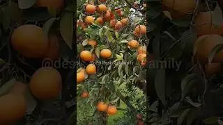 Best Oranges Farming In Pakistan | Citrus Farming 2026 #orange #food #freshoranges
