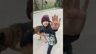 German shepherd dog play with bro live #pets #germanshepherd #GSDBrunoKiDuniya #viral #shorts