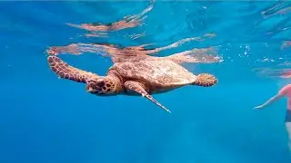 Vilamendhoo Maldives Island Resort Turtle & Cuttlefish