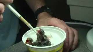 Baby Goldfinches - Feeding Time.mp4