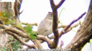Pileated Finch - Coryphospingus pileatus - GUAJIRA