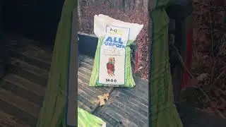 Late Fertilizer on Food Plot #shorts