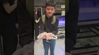 Holding a corn snake