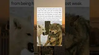 Female Wolf Steps In To Shield Her Mate