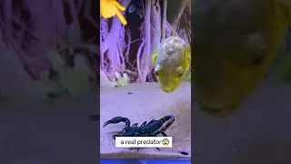small predator😨 #funny #animals #shorts