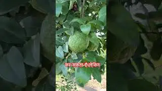 Mosambi Juice lelo 🍋 | Sweet Lime Benefits Hindi #shorts