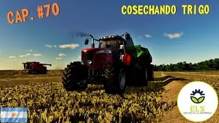 FS19 ARGENTINA--// COSECHANDO TRIGO // MASSEY FERGUNSON //MULTIPLAYER//SERIE VIDA REAL//--CAP. #70