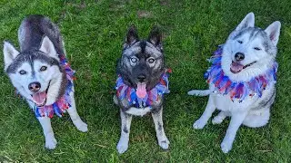 My Husky Puppy's FIRST 4th of July!
