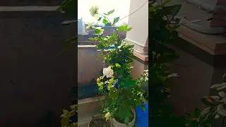beautiful flowers in morning time view ☀️🪟☀️ #music #song #love #nature