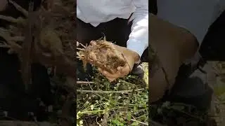 Banana Planting / ಬಾಳೆ ಸಸಿ ನಾಟಿ ಮಾಡುವ ಬಗ್ಗೆ ಕಿರು ಮಾಹಿತಿ ಮತ್ತು ಮುಂಜಾಗ್ರತೆ