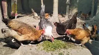 মাত্র ২ টাকা দিয়ে ৪০ টি মুরগিকে এক বেলা খাওয়ালাম ।। বুদ্ধি খাটালে বস্তার মধ্যেও তেল নেওয়া যায়