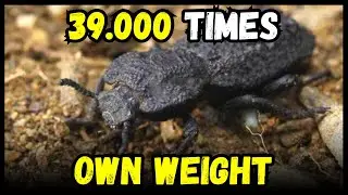 The iron beetle even survives being run over!!!