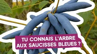 Tu connais l'Arbre aux saucisses bleues ? Un fruitier rare et insolite pour ton jardin !