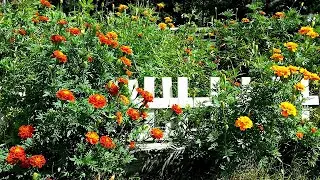 Herbs for Hens™: Marigolds