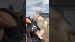 Очаровательная собака не может перестать нападать на своего отца #dogsofyoutube #dog #funnyanimals