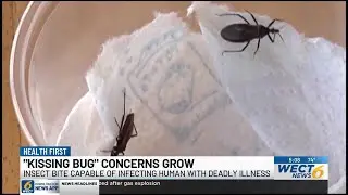 NC sees rising cases of Deadly Chagas Disease from &lsquo;kissing bugs&rsquo;