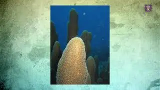 Buscan universitarios soluciones para preservar arrecifes de coral