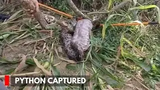 About 55 Kg Giant Python Captured In  Rajouri