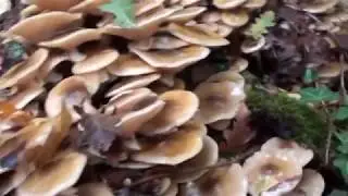 i mesi del chiodino - un video di diavolorosso -
