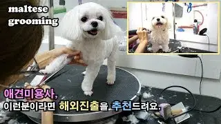 실전애견미용#16-애견미용사-이런분이라면 해외근무 추천드려요(feat.미용하기 싫어하는 강아지미용-말티즈 4번 정미용)