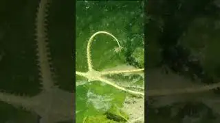 Gray Brittle Stars | Salish Sea Marine Wildlife | #Shorts