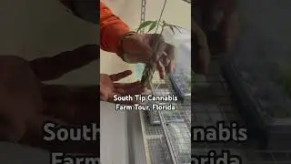South Tip Cannabis Farm Tour with tasting for $15 dollars in Homestead, Florida #cannabis #farm