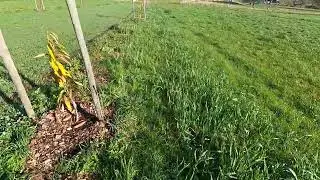 Agroforst: Kastanien Doppelreihe mit Weizen