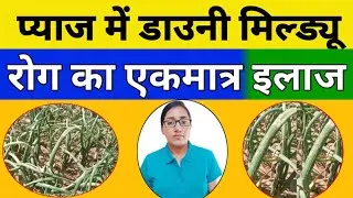 Best solution of downy mildew in onion | Downy mildew control of onion | fungicide for downy mildew
