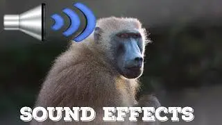 Baboon Call  sound  Effects
