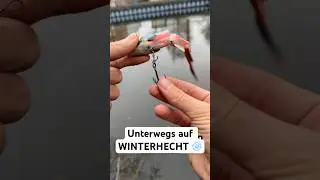 Hechtangeln im WINTER ❄️ | Liefert der neue K&ouml;der am Kanal? | #angeln #hechtangeln