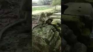 #short, the new baby monkey play the towel like the ghost 👻