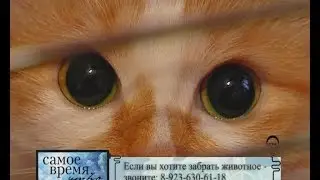 Хочу домой (20.10.14.)
