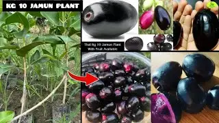 Kg 10 Jamun Plant Information ||  Black Jamun , Contact (7319025592)