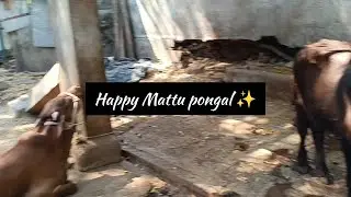 Indian cow 🐮 farm x fresh cow milk coffee making | Happy mattu pongal ✨ #like #share #subscribe 