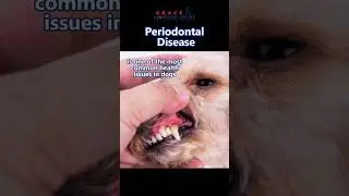 🐶🦷Что должен знать каждый владелец собаки о пародонтите #fyp