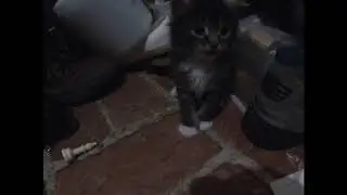 Kitty Krusades #3: Hall Crawl (Pet Play and Exploration) - Fursday Adorable Cute Kitty Cat Video