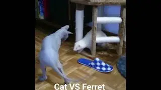 Cat vs Ferret