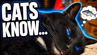MOTIVATIONAL MESSAGES | Cat Motivation | Wisdom Of the Cats