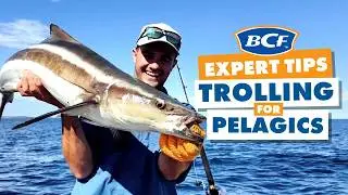 Slow Trolling Live Baits for Pelagics!