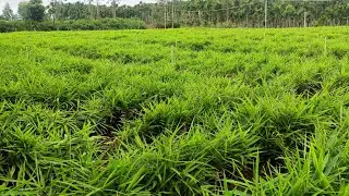 🌱 Ginger Crop Care | Nativo + TATA Surplus Spray Results
