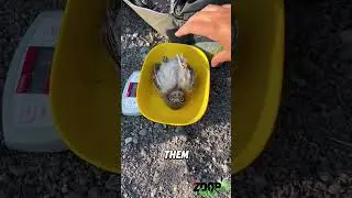 Почему совы могут так сильно поворачивать голову?