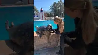 Staying Healthy, Sea Lion Style! - Virtual Field Trip