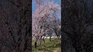 Spring: The time of consciousness. #spring #flowers #whatsappstatus #nature #kashmir #trend #trees
