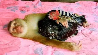 Wow ! Sweet Video, SokYaa Hug ToTo Warmly, SokYaa Care & Protect Animal