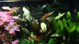 Apistogramma hongsloi (Rotstrich Apistogramma) Gesellschaftsbecken