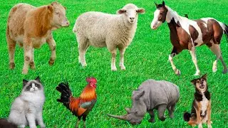 Farm Animal Foraging: Cow, Horse, Sheep, Rabbit, Chicken, Duck-A Natural Diet